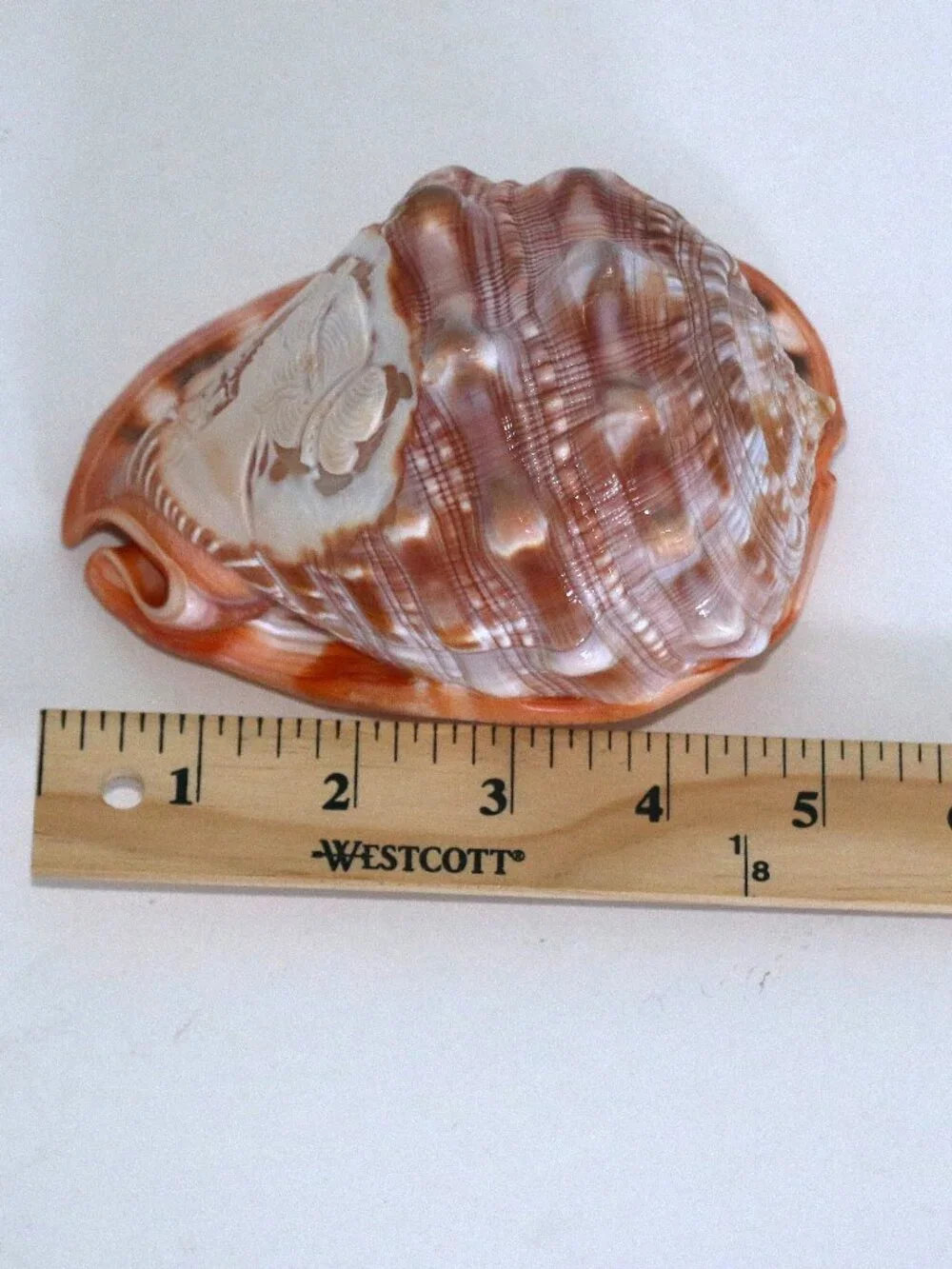 Conch Cameo with hand carved Lady - Picture 7 of 7